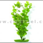 Moneywort 13-16cm