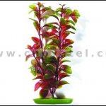 Red Ludwigia 25-28cm