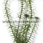 Anacharis 18-21cm