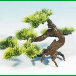 Bonsai malá