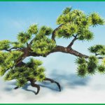 Bonsai velká