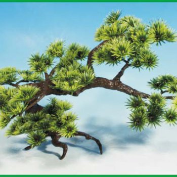 Bonsai velká
