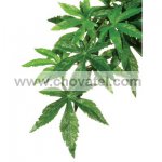 Rostlina EXO TERRA Abuliton střední 55 cm