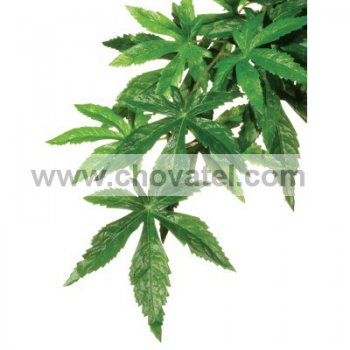 Rostlina EXO TERRA Abuliton střední 55 cm