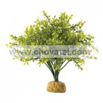 Rostlina EXO TERRA Boxwood Bush