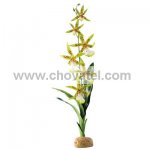 Rostlina EXO TERRA Spider Orchid
