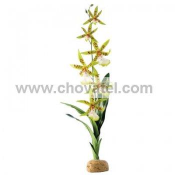 Rostlina EXO TERRA Spider Orchid