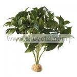 Rostlina EXO TERRA Laurel Bush