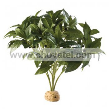 Rostlina EXO TERRA Laurel Bush