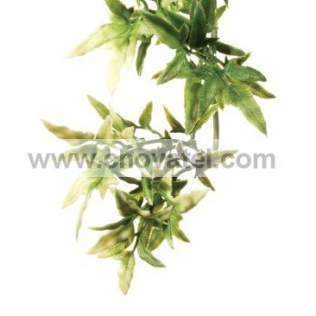Rostlina EXO TERRA Croton malá 40 cm
